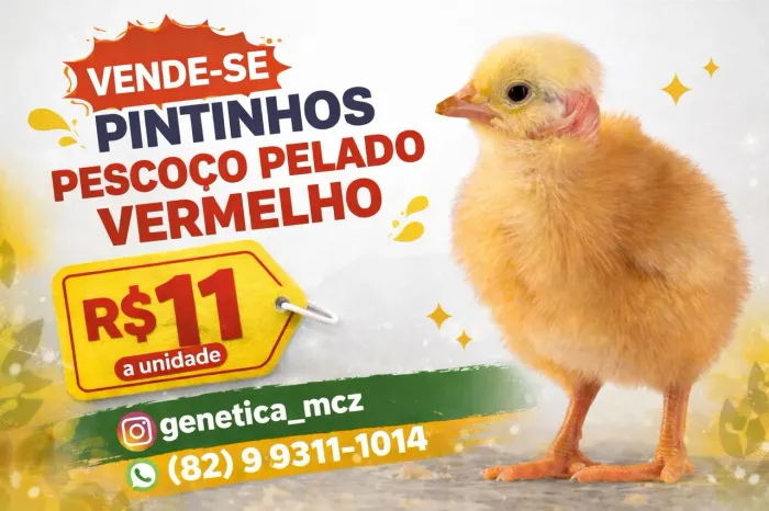 Pintinhos de pescoço pelado vermelho!