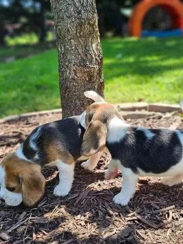 Filhotes de Beagle | O filhote mais bonito do dia!