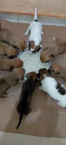 Doação de filhotes ZAP * 