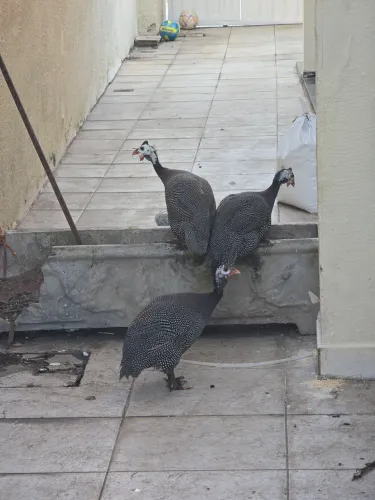 3 Galinhas D'angola, Capote