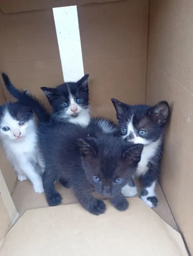 Gatinhos para adoção 