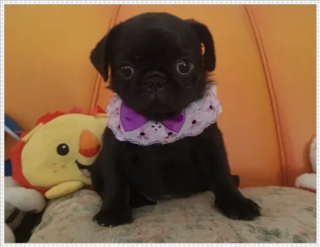 Filhote Pug Abricó e Preto, Macho e Fêmea. Com Pedigree. Fêmea preta a pronta entrega.