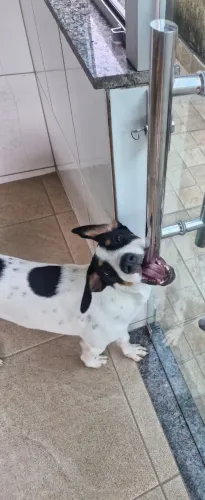 Doa-se cão jovem de porte médio a grande