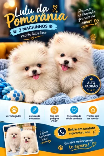 Spitz alemão anão filhotes 