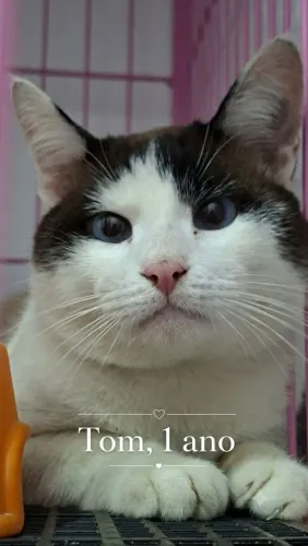 Gatinho Tom para adoção