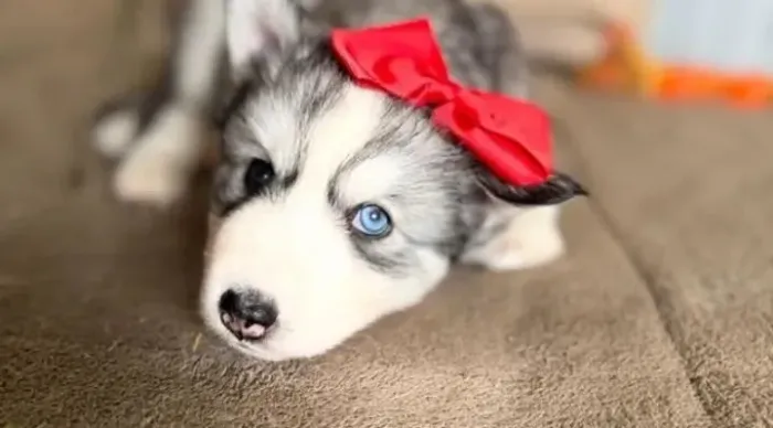 Husky siberiano Consulte a situação atual deste cachorrinho