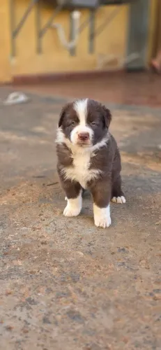 Filhotes de Border Collie. Linhagem Especial.