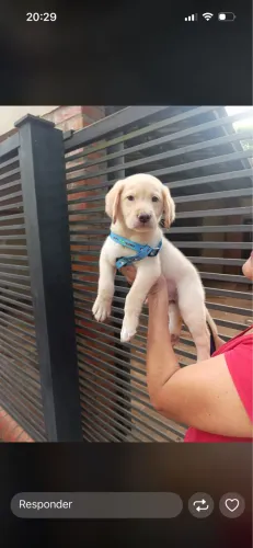 Labradores