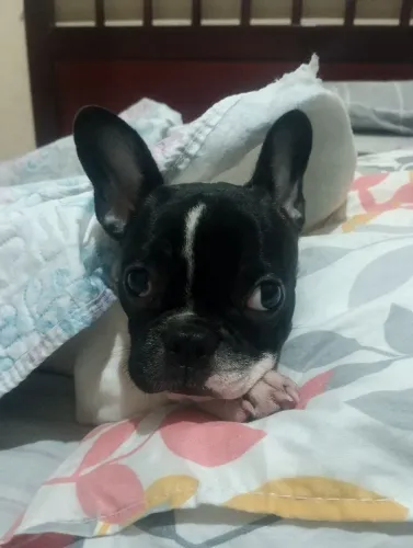 Bulldog francês Fêmea