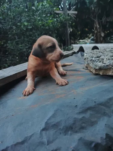 Filhotes para doação