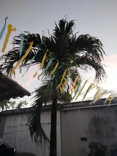 Palmeira Havaí 
