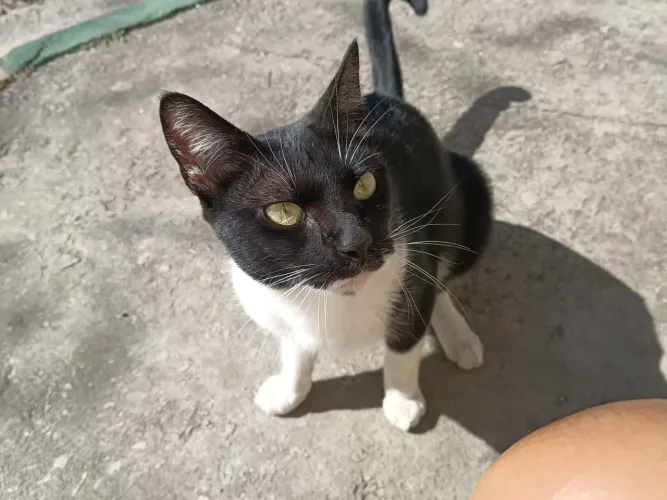 Gatinho para doação 