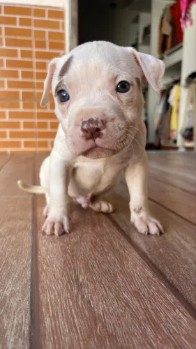 Pitbull filhotes