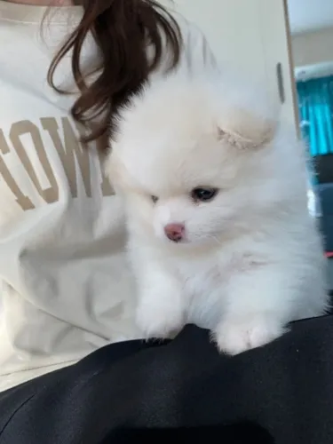 Cachorro Lulu da Pomerania ideal para quem busca carinho real
