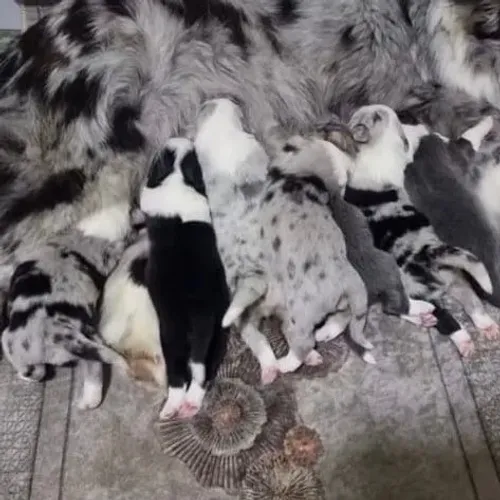 Filhotes de Border Collie | Um cachorro que alegra qualquer ambiente.