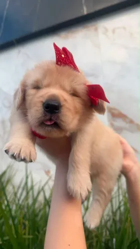 filhotes Golden retriever