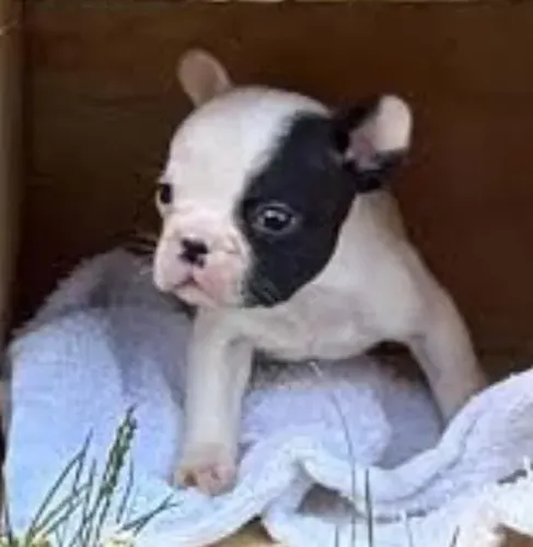 Bulldog Francês Filhotes Carinhosos.