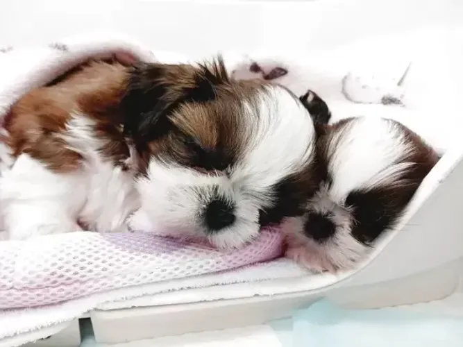 Neném bem cuidado Shih tzu/Shitzu