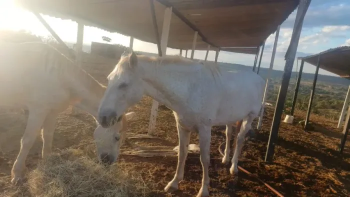Cavalos com procedencia e otima saude 