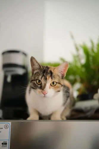 Gata pra adoção 