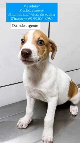 Cachorro