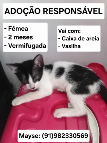 Gato para adoção.