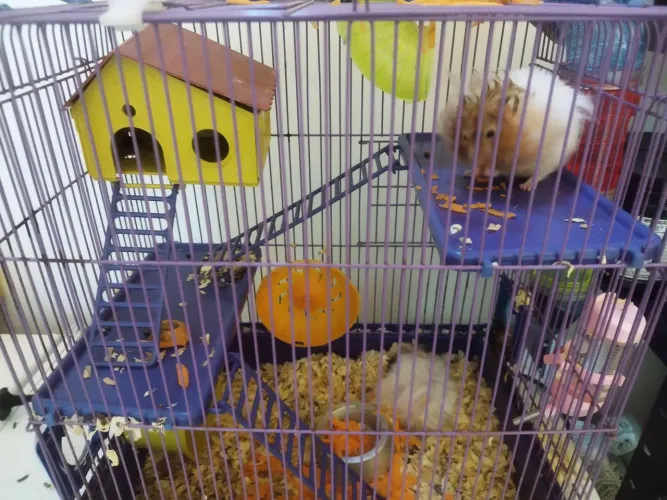 Hamster 