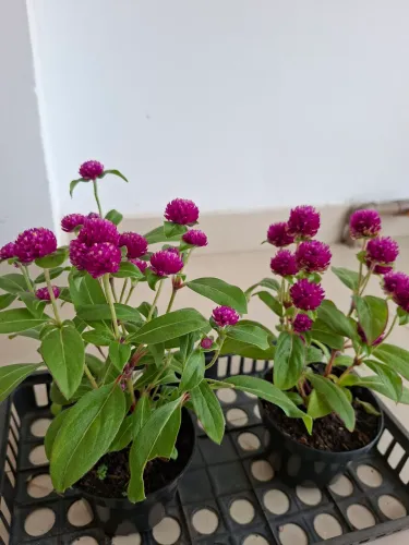 Planta, flor, jardim