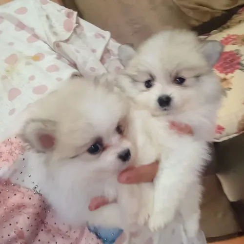 Bbs de quatro patas