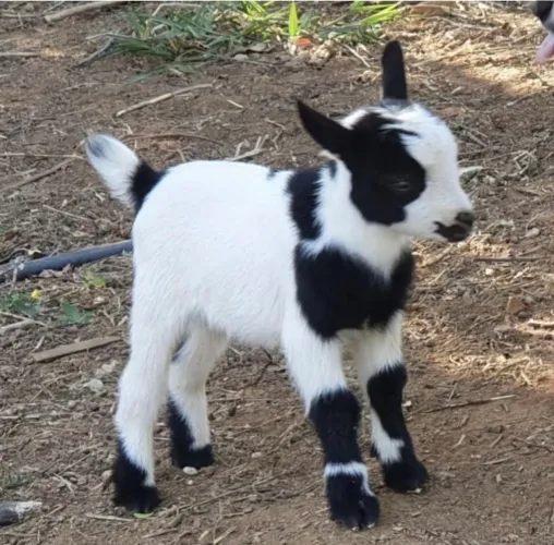 Cabrito Anão filhote PO