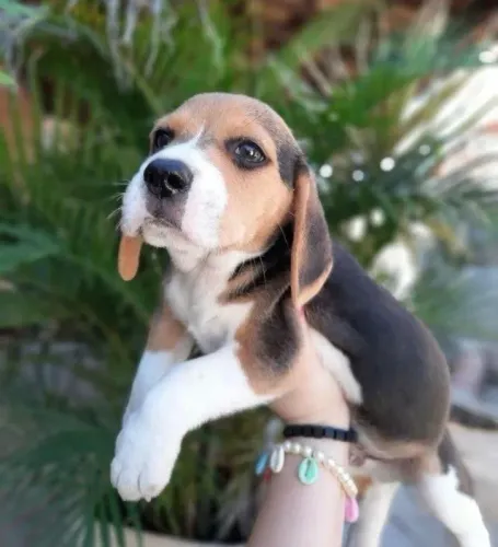 Filhotes de Beagle | Prontos para fazer parte da família.