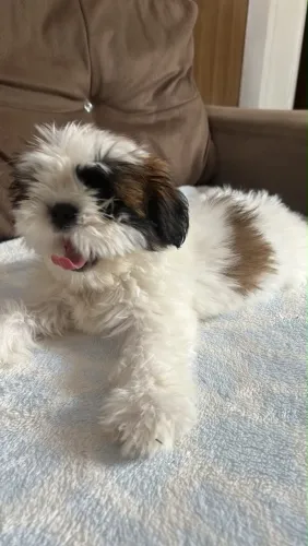 Cachorro Shitzu