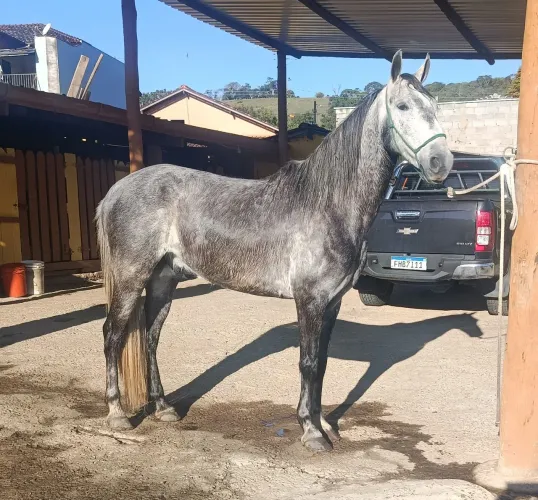 Cavalo Lusitano