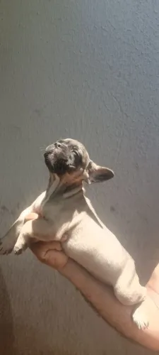 Bulldog francês