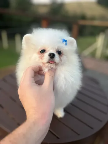 Lulu da Pomerânia Alto Padrão