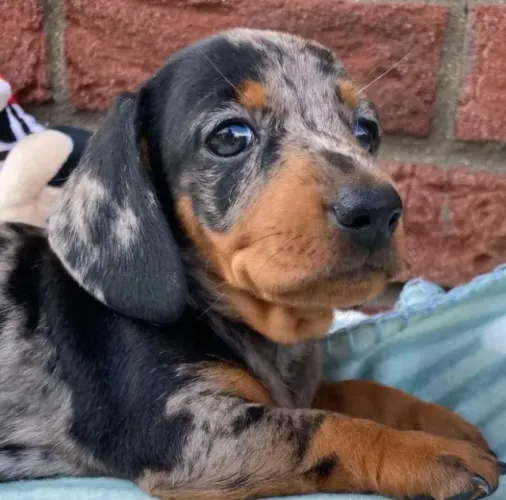 Seu Salsicha com Vacina Importada e Pedigree