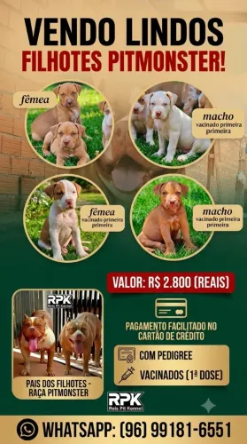 Filhote de pit monster 