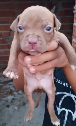 Pit bull