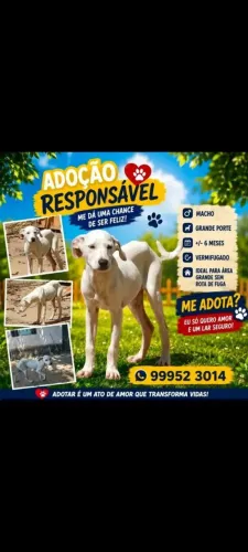 Adoção de carinhoso cachorro!