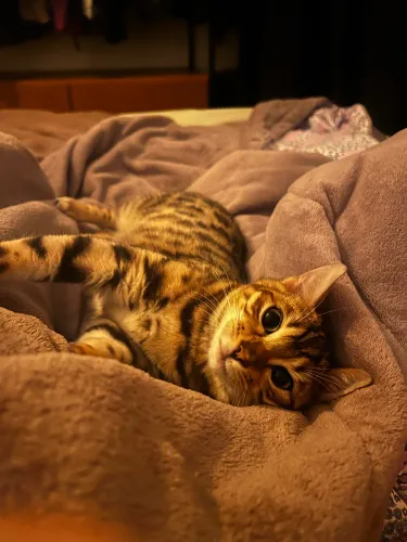 Gata da raça Bengal 