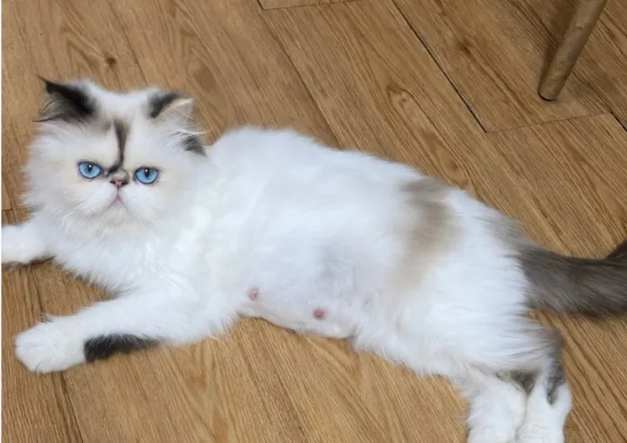 Procuro gato macho olhos azuis para cruza