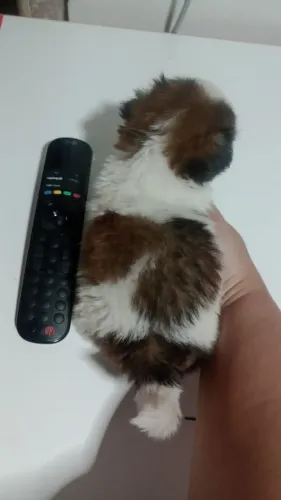 MINI filhote Machinho 