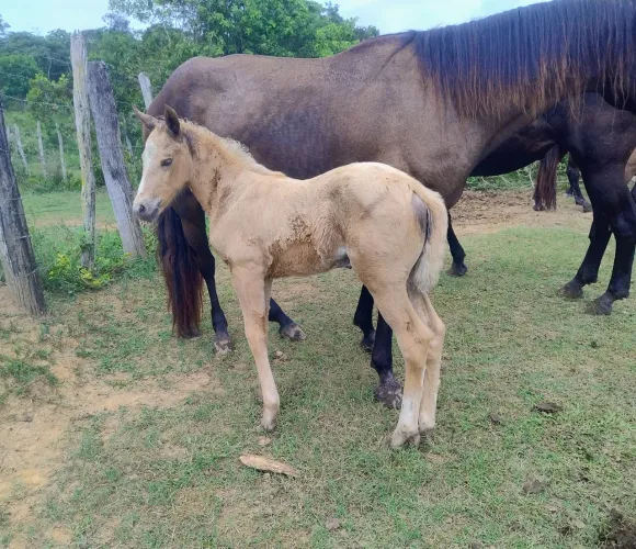 Vendo Potra Quarto de Milha - Linhagem ROXÃO (cavalo, égua, potro, equino, vaquejada)