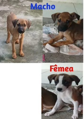 Doação de filhotes