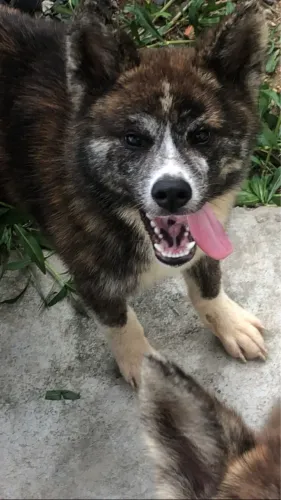 Akita inu macho tigrado 