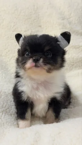 Chihuahua exclusivo criado com muito amor e cuidado