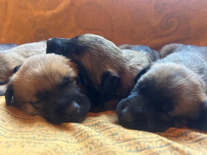 Filhotes de pastor belga malinois