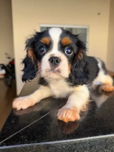 Macho de Cavalier