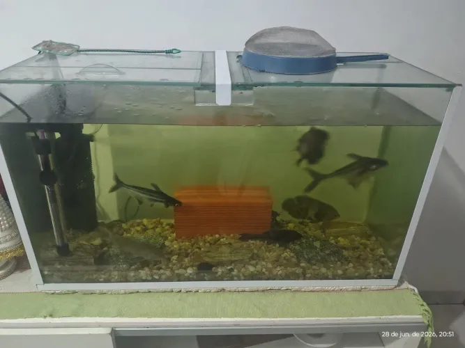 Aquário 