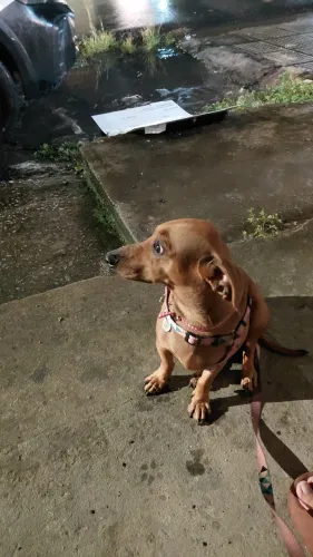 Francisco (Dachshund) em busca de uma namorada